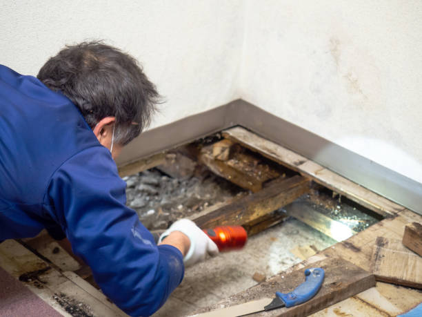 Best Mold Remediation for Specific Building Types in Herald Harbor, MD