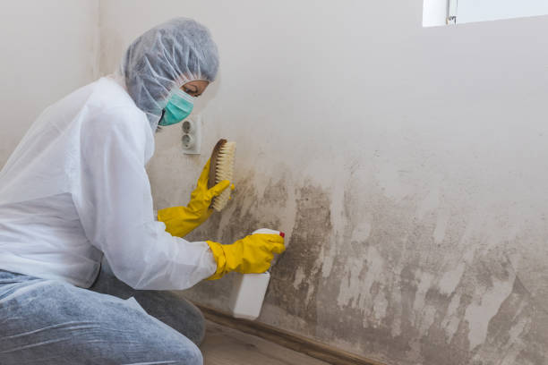 Best Black Mold Remediation in Herald Harbor, MD