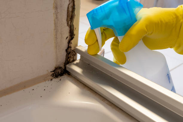 Best Commercial Mold Remediation in Herald Harbor, MD