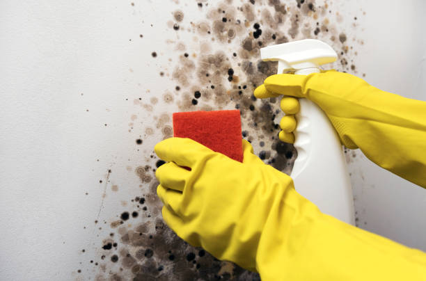 Best Insurance-Related Mold Remediation in Herald Harbor, MD