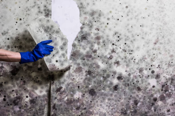 Best White Mold Remediation in Herald Harbor, MD
