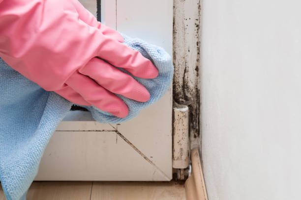 Professional Mold Remediation in Herald Harbor, MD