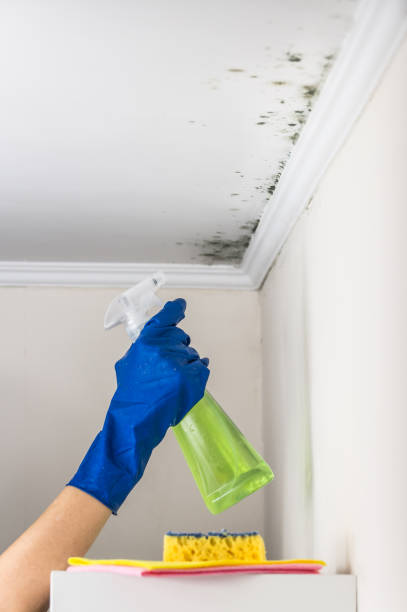 Best Black Mold Remediation in Herald Harbor, MD