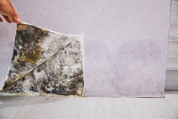Best Post-Flood Mold Remediation in Herald Harbor, MD